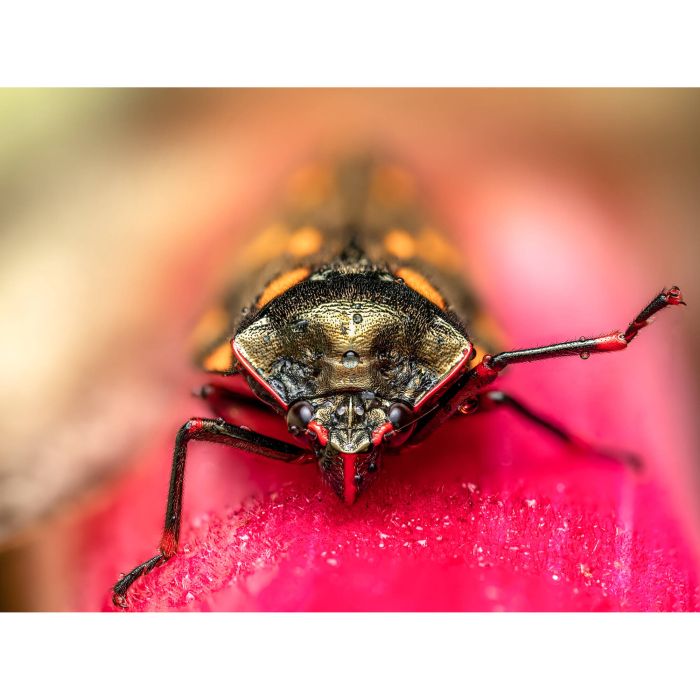 Olympus ZUIKO DIGITAL ED 90 mm f/3.5 Macro IS PRO