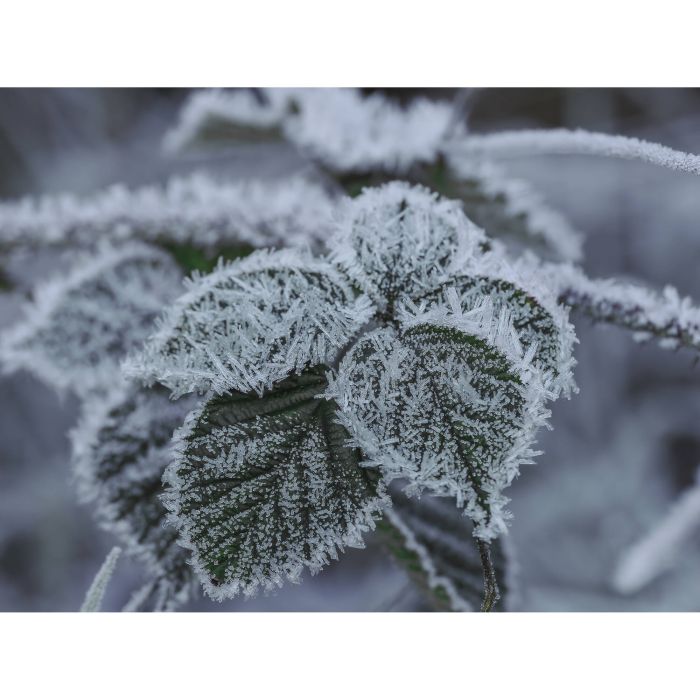 Olympus ZUIKO DIGITAL ED 90 mm f/3.5 Macro IS PRO