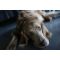 Sony Alpha A7C II kit (28-60mm) Black (ILCE7CM2LB) Sony Alpha A7C II kit (28-60mm) Black (ILCE7CM2LB)