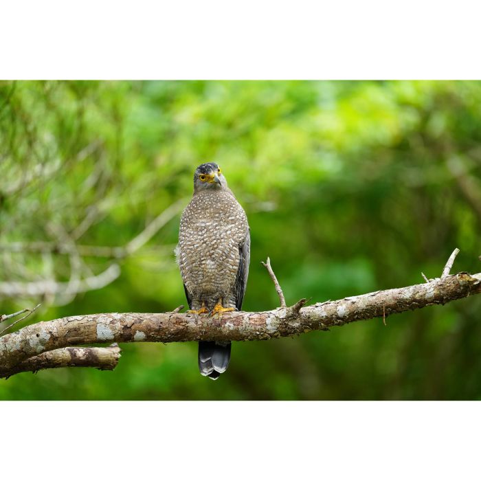 Sony SEL300F28GM 300mm f/2.8 GM OSS