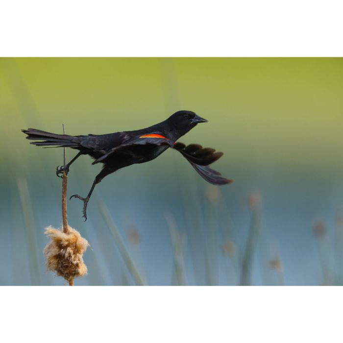 Canon EOS R1 Body Canon EOS R1 Body