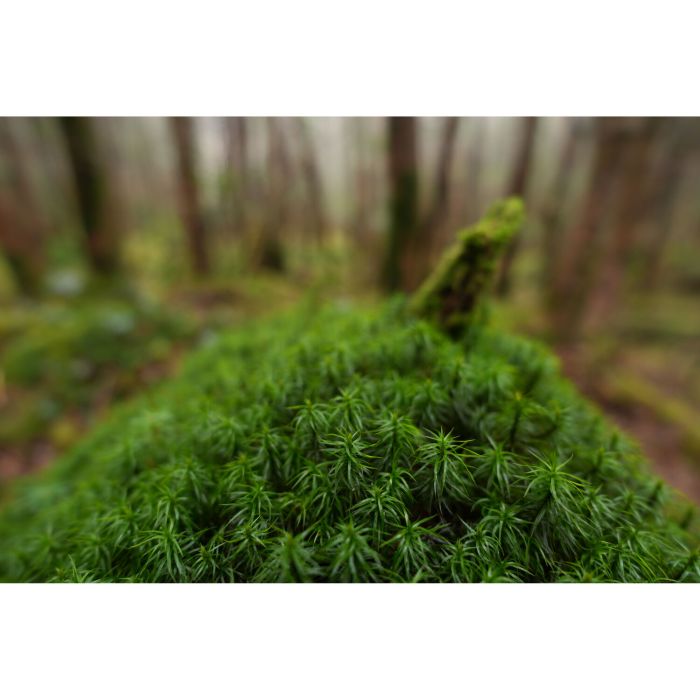 Sony FE 16mm f/1.8 G (SEL16F18GB)