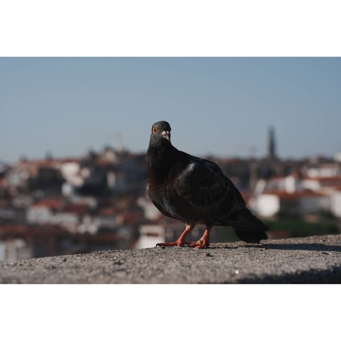 Sony Alpha a7 V Body (ILCE7M5B)